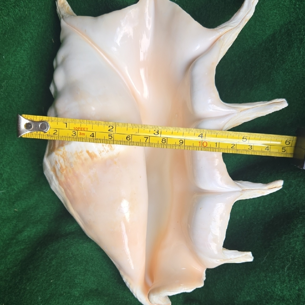 Large Seashell Decor - Picture 2 of 6